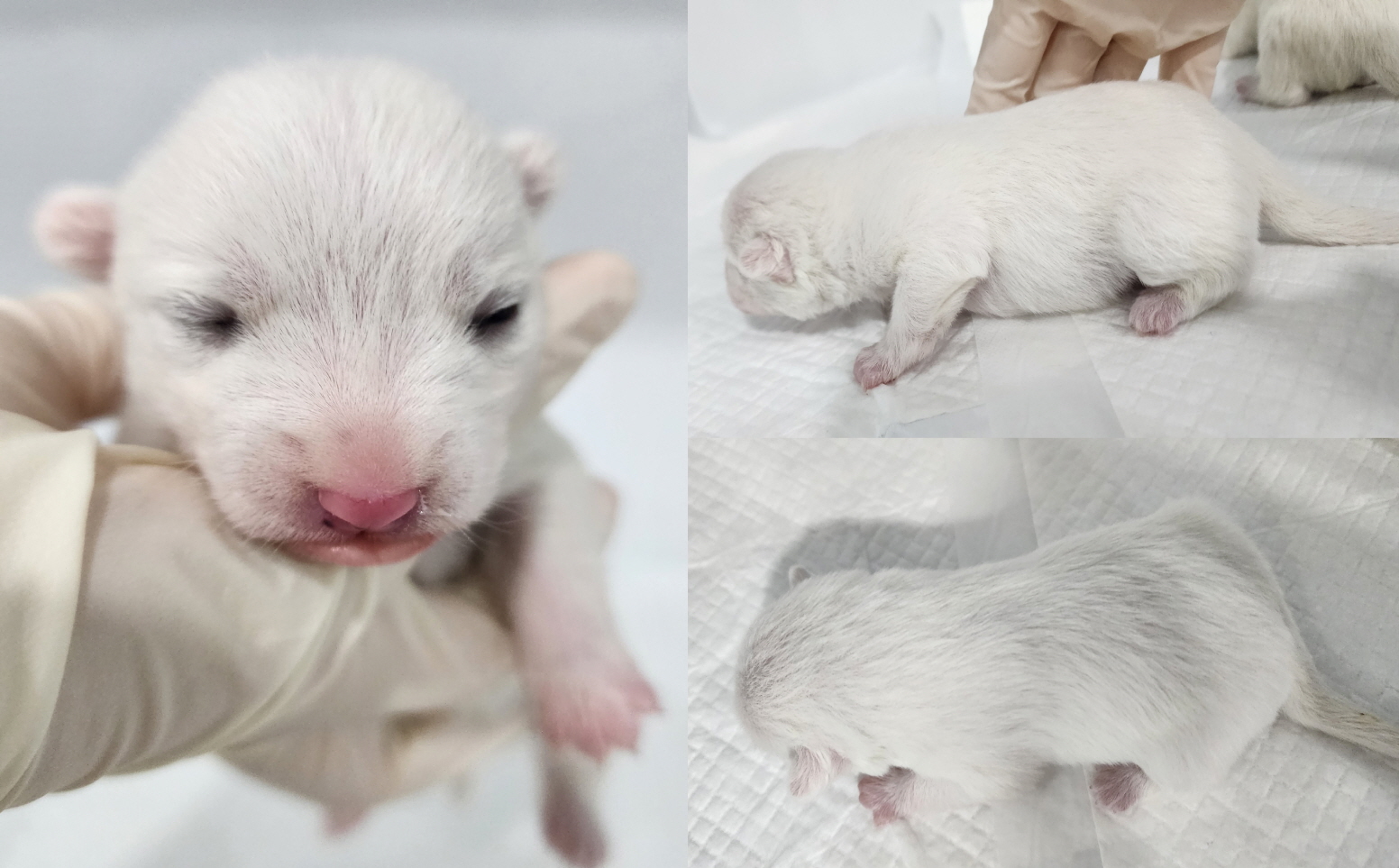 서산시 동물보호센터_444453202300261